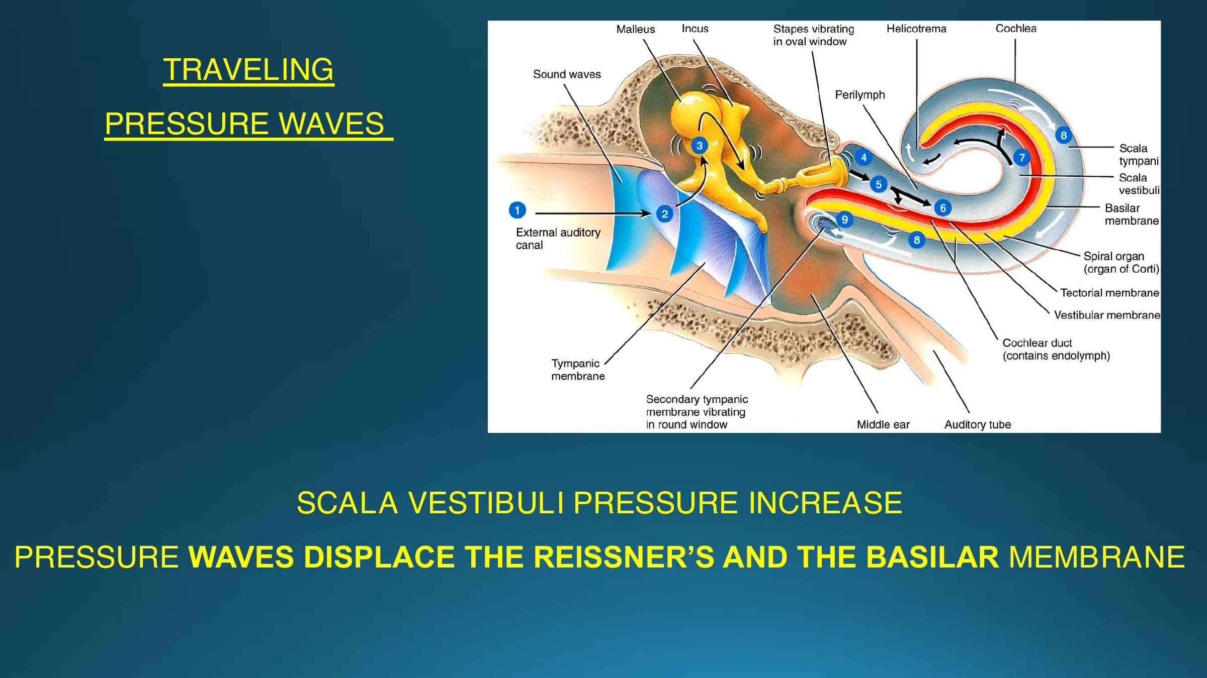 Embedded-label auditory transduction slide used in the PDF-MD sample export.